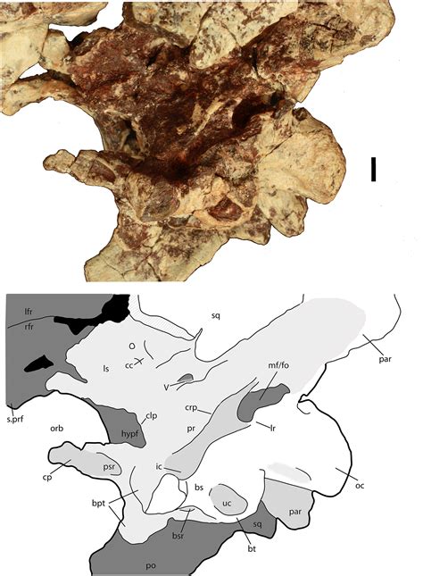 Osteology of the Late Triassic aetosaur Scutarx deltatylus (Archosauria: Pseudosuchia) [PeerJ]