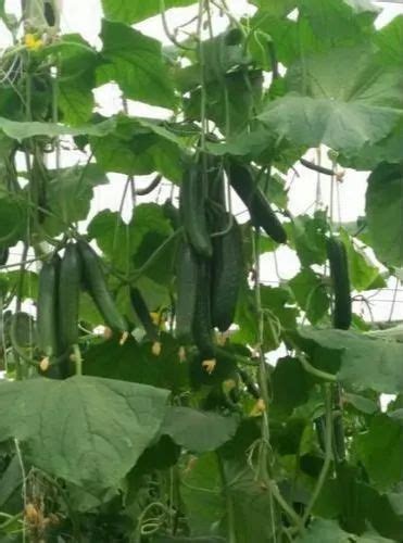 Hybrid Enza Zaden Mini Cucumber Seeds, Packaging Type: Packet at Rs 6200/pack in Lucknow