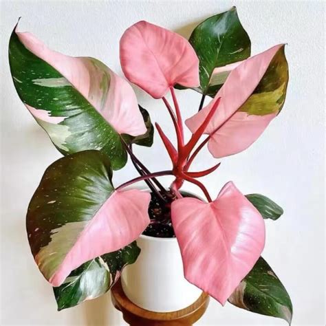 Philodendron Pink Princess Tissue Culture for sale - HappyForestStore