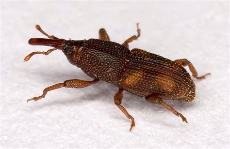 Rice weevil - Wikipedia