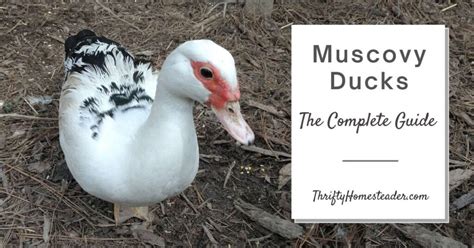 Muscovy Ducks: The Complete Guide