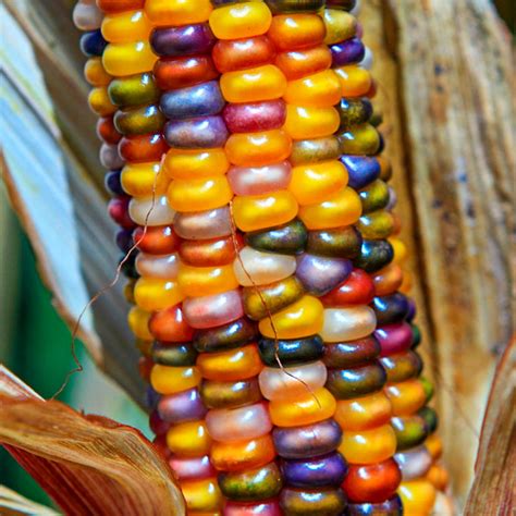 Glass Gem Ornamental Corn Seed | Gurney's Seed & Nursery Co.