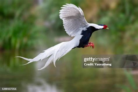 354 Silver Pheasant Stock Photos, High-Res Pictures, and Images - Getty Images