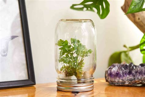 How to Make a Lovely Closed Terrarium In a Jar