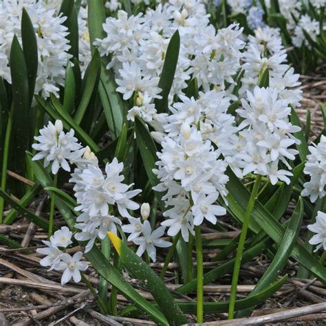 25 STRIPED SQUILL PUSCHKINIA SCILLIODES VAR LIBANOTICA ALBA BULBS ...