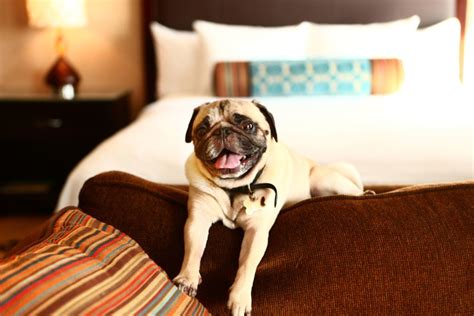 The Top 3 Dog-Friendly Motels in Orlando - Revolution Off Road