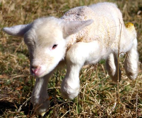 Bottle Feed A Lamb: Simple Steps For Beginners