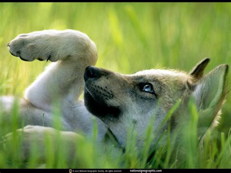 Mexican Wolf Pup - Wolves Wallpaper (4966437) - Fanpop