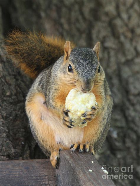 Squirrel Eating Sweet Corn Photograph by Lori Tordsen