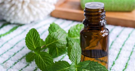 20 Common Peppermint Oil Uses and Benefits • Neat House. Sweet Home