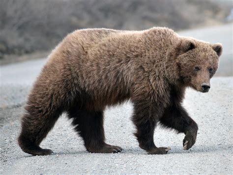 Grizzly Bear on the park road | NPS Photo/Katherine Belcher | Flickr