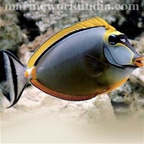 Blue Spotted Naso Tang Diet - Travellin