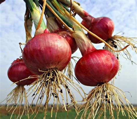 Onion: Grow & Care for Onion Plants-A Complete Growing Guide - RayaGarden