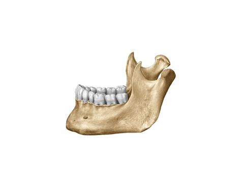 Skull markings mandible view 8/9 labeled Quiz