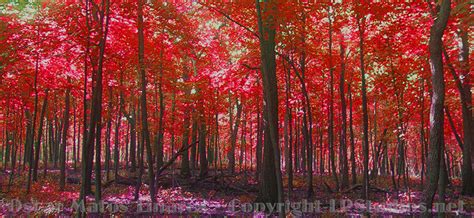 "Red Forest" - Landscapes Art | Linares Fine Art – Linares Fine Art ...