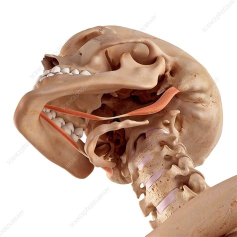 Human jaw muscles - Stock Image - F016/2391 - Science Photo Library