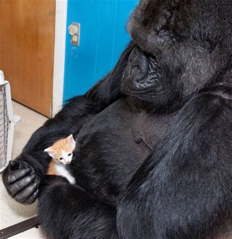 16 Unlikely Animal Friendships That Will Make You Melt