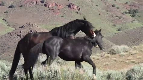Wild Mustangs 🦄of Nevada &🐎 horses in the field - YouTube