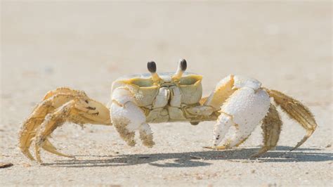 Ghost Crab Behavior