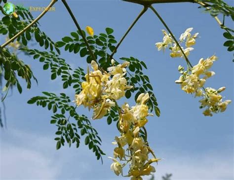 Moringa Tree Flowers