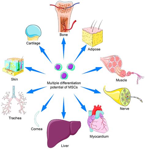 Applications of mesenchymal stem cells with multiple differentiation ...