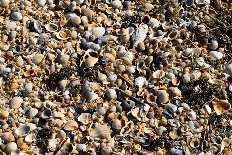 Beach Shells Free Stock Photo - Public Domain Pictures