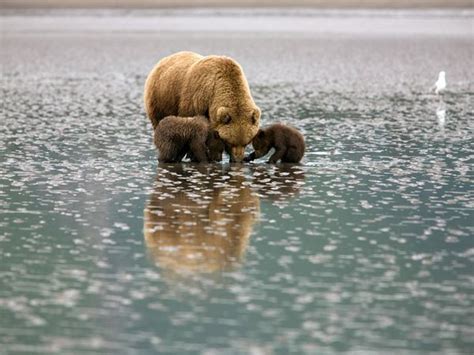 Alaska's Lake Clark National Park and Preserve offers visitors the ...