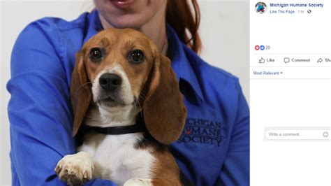 Beagles from Michigan lab now up for adoption | wzzm13.com