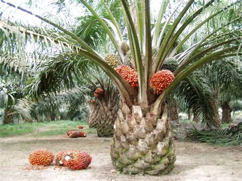 Mesin Panen Kelapa Sawit | Ramesia Mesin Indonesia