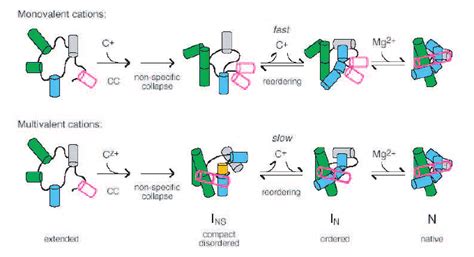 RNA folding and dynamics. Monovalent ions allow fast dynamics. Figure ...