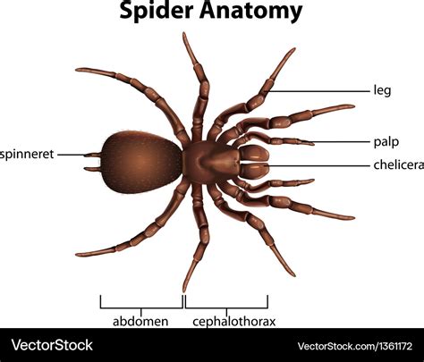 Spider anatomy Royalty Free Vector Image - VectorStock