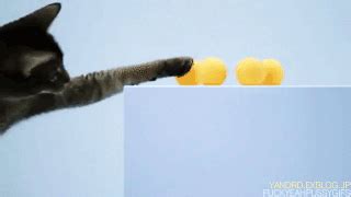 Must Know About Cats Playing Ping Pong Gif Most Searched for 2021 - Cat ...