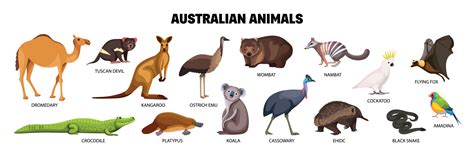 Australian Animals Set 13489523 Vector Art at Vecteezy