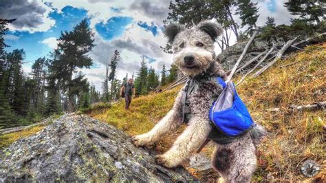 35 Best Dog-Friendly Hiking Trails in Colorado Springs