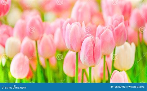 The Beautiful Tulip Flowers in the Garden Using As the Nature Background and Spring Season ...