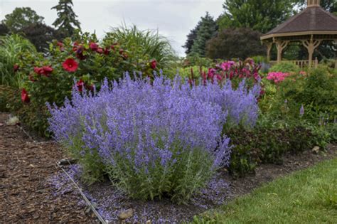 10 Hardy Plants for Hot, Dry Climates | Proven Winners