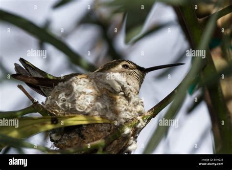 A female Anna's Hummingbird nesting in the Californian desert Stock ...