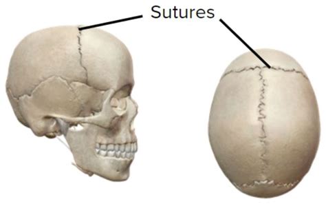 The flat skull bones connect with each other with the help of and these joints are called the