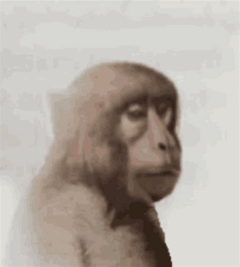 Monkey Neuron GIF - Monkey Monke Neuron - Discover & Share GIFs