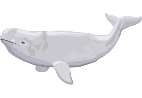 Beluga Whale Transparent Beluga Whale Png Clip Art Library | The Best Porn Website