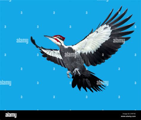 North America, USA, Minnesota, Pileated Woodpecker flying Stock Photo ...