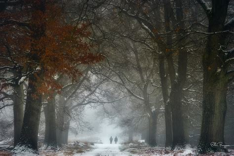 Ellen Borggreve | Winter Forest Photography: Tips, Ideas and Challenges