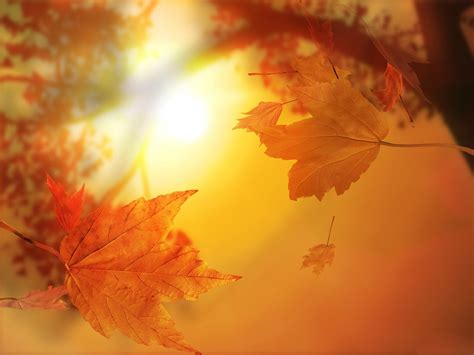 Download Fall Nature Leaf HD Wallpaper