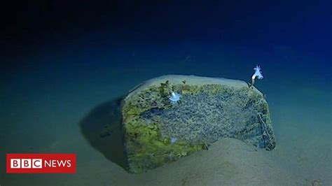 Mariana Trench: Record-breaking journey to the bottom of the ocean - BBC News 🇬🇧 Mariana Trench ...