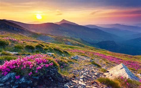 Pink Magic Rhododendron Blumen Berg Carpathian Mountains Mountain Range ...