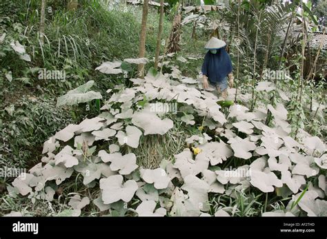 Volcanic ash covers hundreds of villages and farmland after the Merapi ...