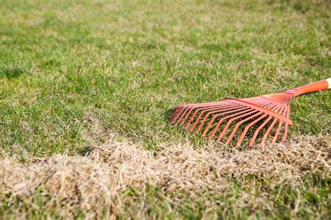 How to Overseed Your Lawn | Blain's Farm & Fleet Blog