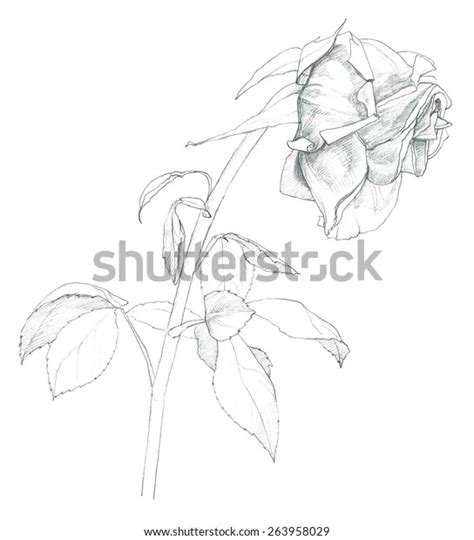 Withered Rose Pencil Drawing Stock Illustration 263958029