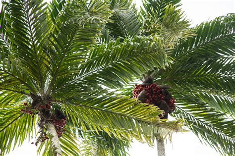 Costarrican Pejibaye Fruit Or Bactris Gasipaes Palm Tree Stock Photo - Download Image Now - iStock