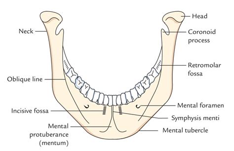 Mandibular Symphysis/Symphysis Menti – Earth's Lab